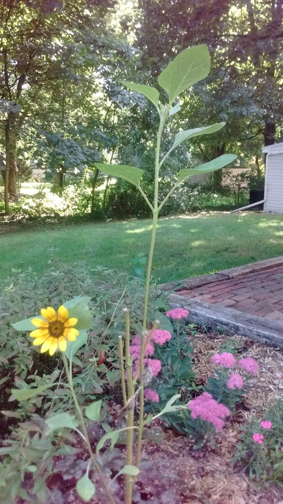 IMG_20160901_164247158